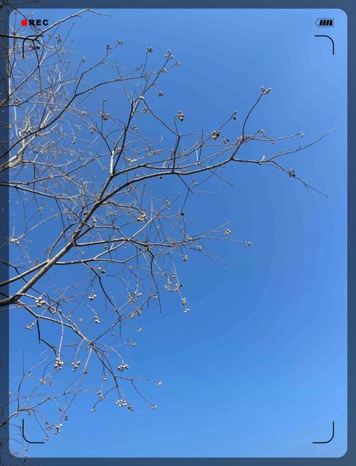 梦见海边散步的奥秘揭示心灵宁静的高效解决方案