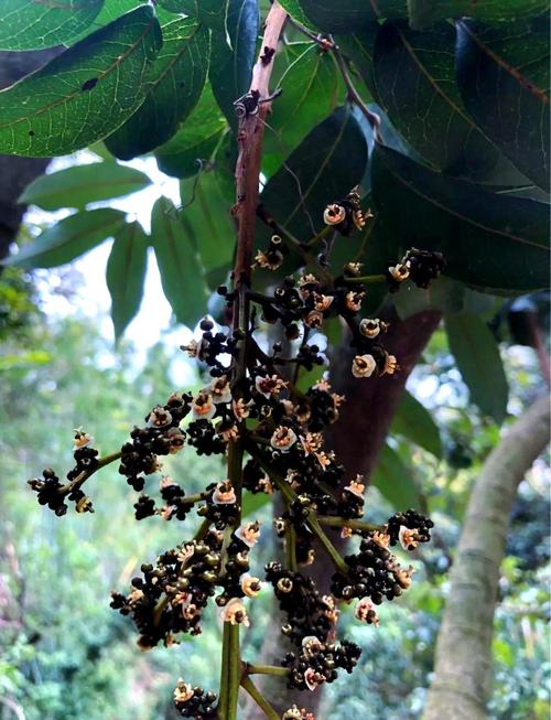 梦见灌木象征解析深入揭示潜意识与现实联系 梦见灌木象征解析深入揭示潜意识与现实联系