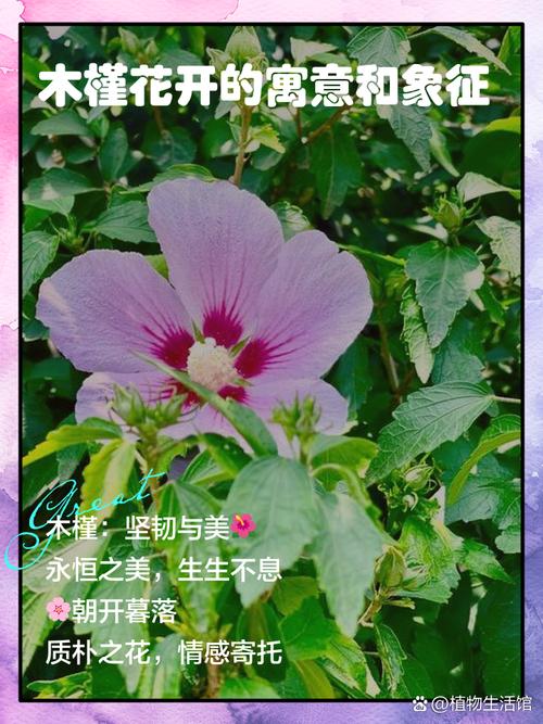 梦见花木的5个象征意义解析，揭示内心深层含义