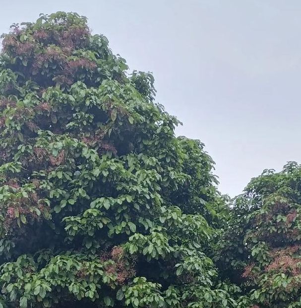 梦见乡间小路的心理解析梦境象征与现实探讨之旅