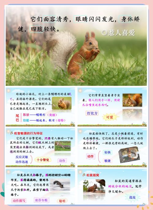 梦见松鼠预示5种好运，解析梦境心理奥秘