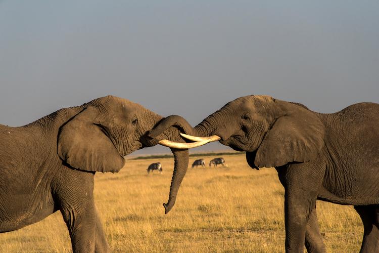 梦见麦田暗示你的未来成功之路？发现背后奥秘！