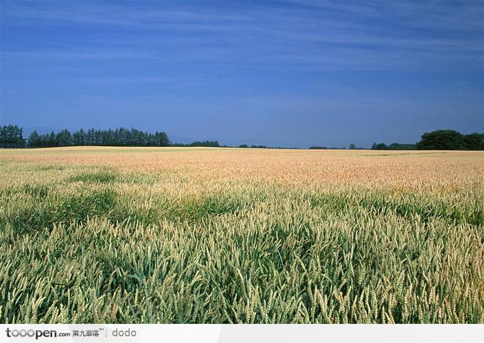 梦见麦田暗示你的未来成功之路？发现背后奥秘！