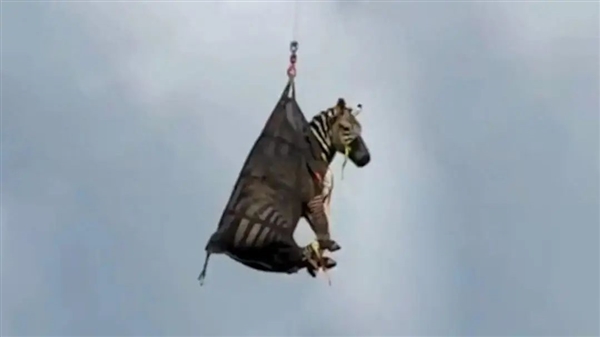 上天了：美国宠物斑马大逃亡 自由一周被飞机吊回家