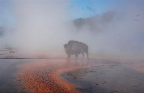 女子拍到野牛跌入温泉被活活煮死：可煮到只剩骨头！