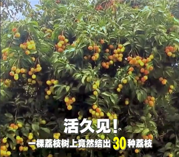 广西灵山惊现“百变荔枝王”！一棵荔枝树上竟然结出30种荔枝