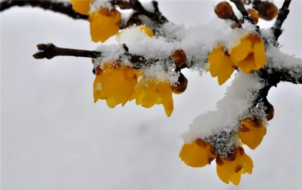 早春第一批开花的植物 为什么花朵大多是黄色的